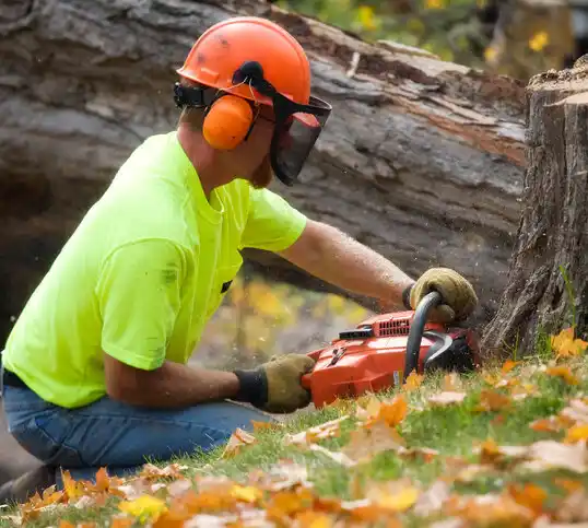 tree services Lake Buckhorn